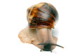 Archachatina marginata egregia Cameroon two-tone adult